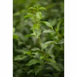 BAUHAUS Piardino Portugiesische Lorbeerkirsche Prunus Lusitanica 'Angustifolia', Niederstamm, Topfgröße: 26 Cm -Bauhaus Shop 12 2325