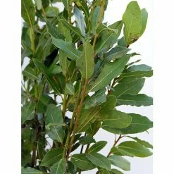 BAUHAUS Piardino Lorbeer Laurus Nobilis, Topfgröße: 19 Cm -Bauhaus Shop 12 2328