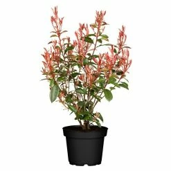 BAUHAUS Piardino Glanzmispel Compacta Photinia Fraseri 'Compacta'