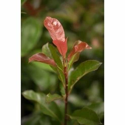 Alternative view of BAUHAUS Piardino Glanzmispel Compacta Photinia Fraseri 'Compacta'