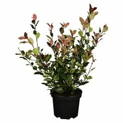BAUHAUS Piardino Glanzmispel Red Robin Photinia Fraseri 'Red Robin', Aktuelle Wuchshöhe: 60 Cm - 80 Cm