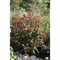 Alternative view of BAUHAUS Piardino Glanzmispel Red Robin Photinia Fraseri 'Red Robin', Aktuelle Wuchshöhe: 60 Cm - 80 Cm