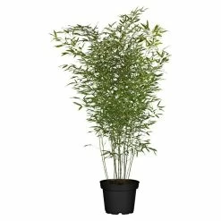 BAUHAUS Piardino Bambus Phyllostachys In Sorten, Topfvolumen: 18 L