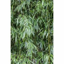 Alternative view of BAUHAUS Piardino Bambus Phyllostachys In Sorten, Topfvolumen: 18 L