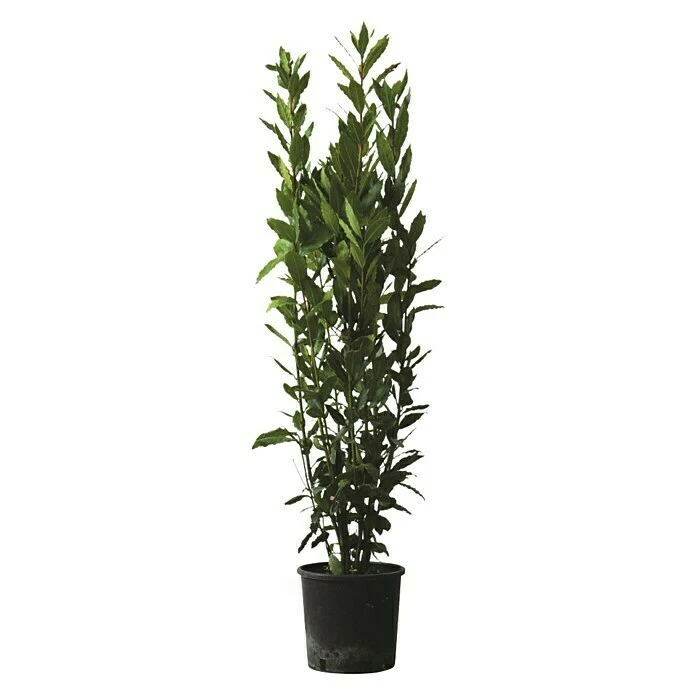 BAUHAUS Piardino Lorbeer Laurus Nobilis, Topfvolumen: 18 L 1 BAUHAUS Piardino Lorbeer Laurus Nobilis, Topfvolumen: 18 L