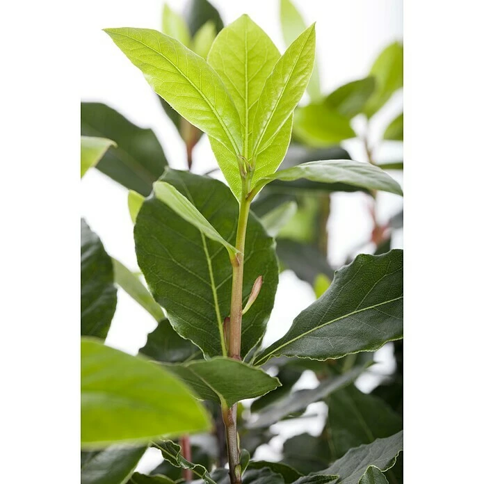BAUHAUS Piardino Lorbeer Laurus Nobilis, Topfvolumen: 18 L 2 BAUHAUS Piardino Lorbeer Laurus Nobilis, Topfvolumen: 18 L – Bild 2