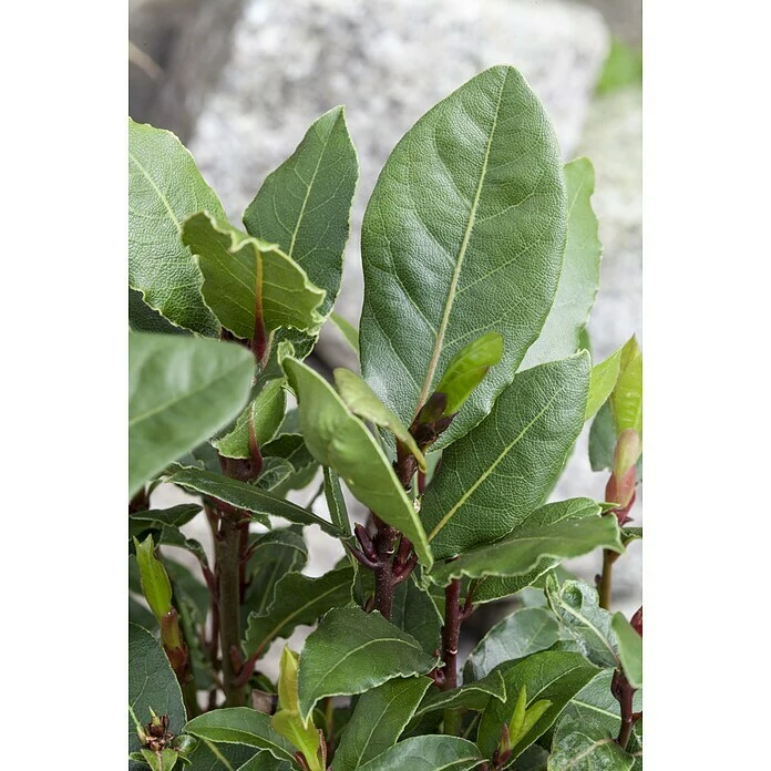 BAUHAUS Lorbeer Laurus Nobilis, Topfgröße: 27 Cm 1 BAUHAUS Lorbeer Laurus Nobilis, Topfgröße: 27 Cm