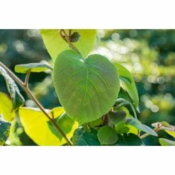 BAUHAUS Piardino Kiwi Actinidia Chinensis
