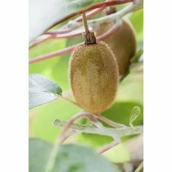 Alternative view of BAUHAUS Piardino Kiwi Actinidia Chinensis