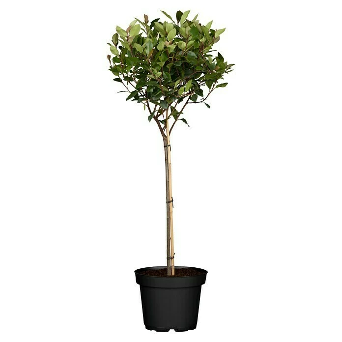 BAUHAUS Piardino Glanzmispel Photinia Fraseri 'Robusta Compacta', Topfgröße: 30 Cm 1 BAUHAUS Piardino Glanzmispel Photinia Fraseri 'Robusta Compacta', Topfgröße: 30 Cm