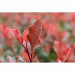 Alternative view of BAUHAUS Piardino Glanzmispel Photinia Fraseri 'Robusta Compacta', Topfgröße: 30 Cm