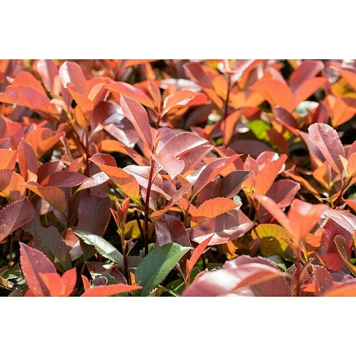 BAUHAUS Piardino Glanzmispel Photinia Fraseri 'Robusta Compacta', Topfgröße: 30 Cm 3 BAUHAUS Piardino Glanzmispel Photinia Fraseri 'Robusta Compacta', Topfgröße: 30 Cm – Bild 3
