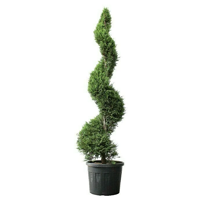 BAUHAUS Piardino Koniferen-Mix Toskana Cupressus Sempervirens 1 BAUHAUS Piardino Koniferen-Mix Toskana Cupressus Sempervirens