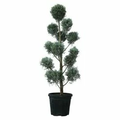 Alternative view of BAUHAUS Piardino Koniferen-Mix Toskana Cupressus Sempervirens