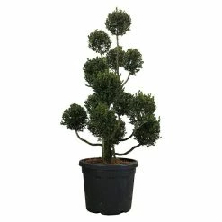 BAUHAUS Piardino Koniferen-Mix Toskana Cupressus Sempervirens 6 BAUHAUS Piardino Koniferen-Mix Toskana Cupressus Sempervirens -Bauhaus Shop 12 2350