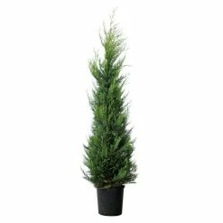 BAUHAUS Piardino Koniferen-Mix Toskana Cupressus Sempervirens 7 BAUHAUS Piardino Koniferen-Mix Toskana Cupressus Sempervirens -Bauhaus Shop 12 2351