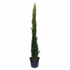BAUHAUS Piardino Echte Mittelmeer-Zypresse Totem Cupressus Sempervirens