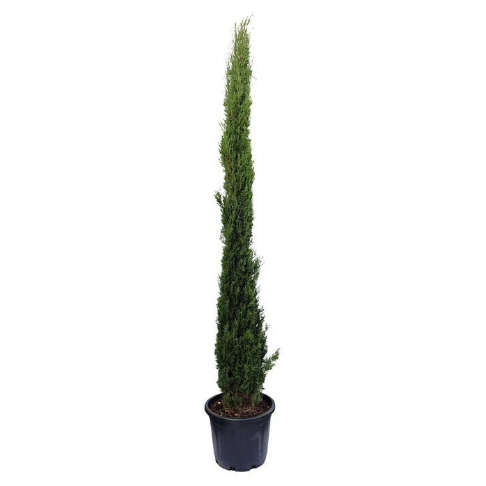 BAUHAUS Piardino Echte Mittelmeer-Zypresse Totem Cupressus Sempervirens 1 BAUHAUS Piardino Echte Mittelmeer-Zypresse Totem Cupressus Sempervirens