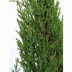 Alternative view of BAUHAUS Piardino Echte Mittelmeer-Zypresse Totem Cupressus Sempervirens